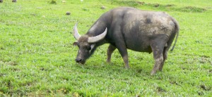 This is a carabao