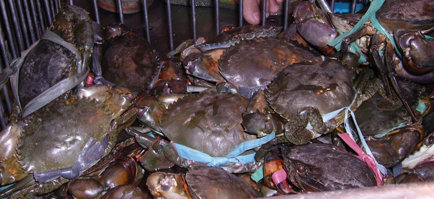Crabs - Sorry, I don't want any!