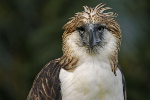 Philippine Eagle or Monkey Eating Eagle is found only in the Philippines