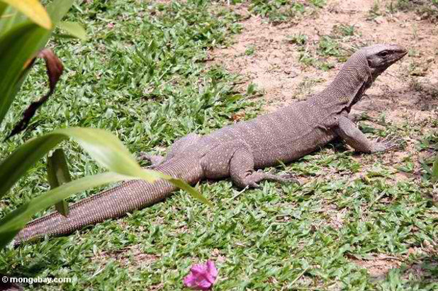 The Monitor Lizard