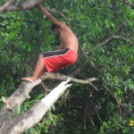 Trimming the mango tree