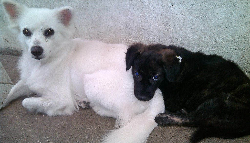 Our new puppy, Pepper, is getting friendly with our older puppy, Che Che
