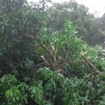 My mango tree 1 hour after the storm