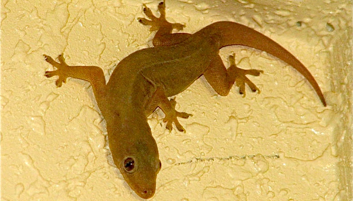 Butiki - A Philippine House Lizard