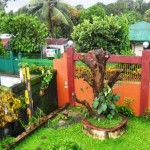 My mango tree after the storm