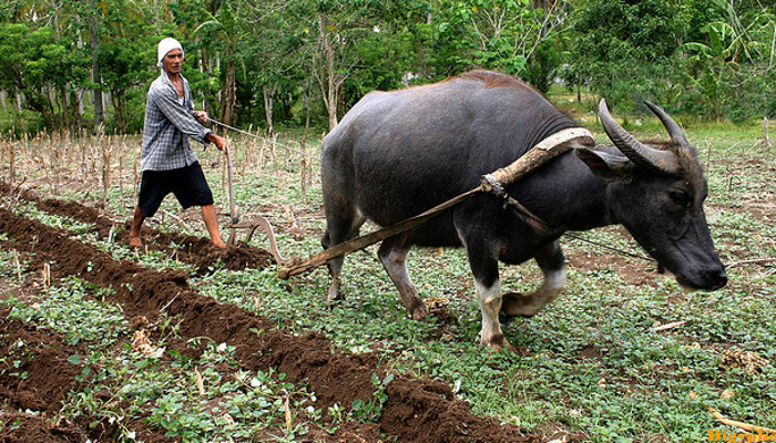 Carabao in the field