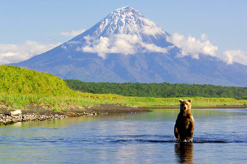 Kamchatka Russia, Putin won a fight with this bear and the bear was called before a US Senate Sub Committee