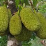 Jackfruit in the tree