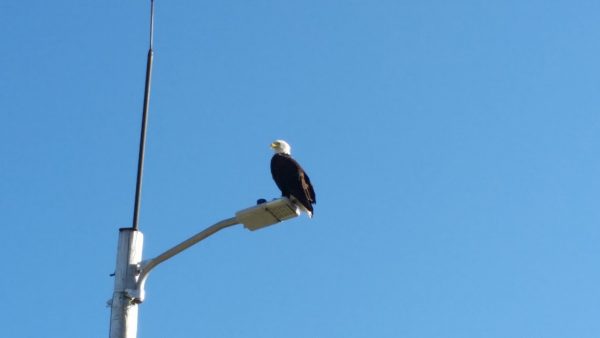 Eagle on the light pole